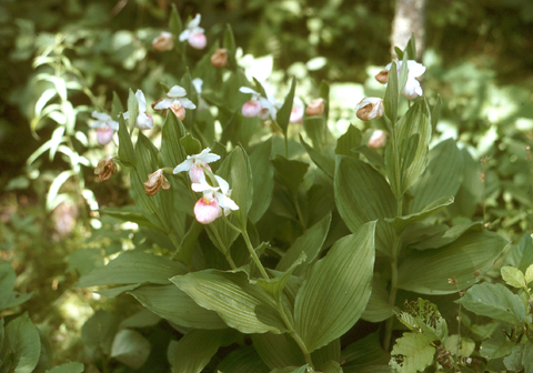 Image http://bioimages.vanderbilt.edu/lq/kaufmannm/wcyre6-wpin-flower-mke172.jpg