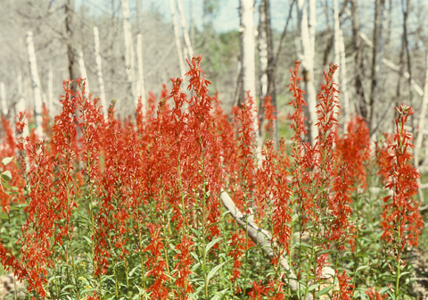 Image http://bioimages.vanderbilt.edu/lq/kaufmannm/wloca2-wpin-flower-mke129.jpg