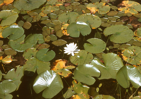 Image http://bioimages.vanderbilt.edu/lq/kaufmannm/wnyod--wpin-flower-mke171.jpg