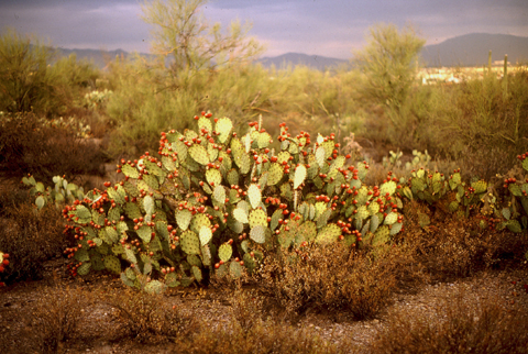 Image http://bioimages.vanderbilt.edu/lq/kaufmannm/wopen3-wplarge-in-fr-mke003.jpg