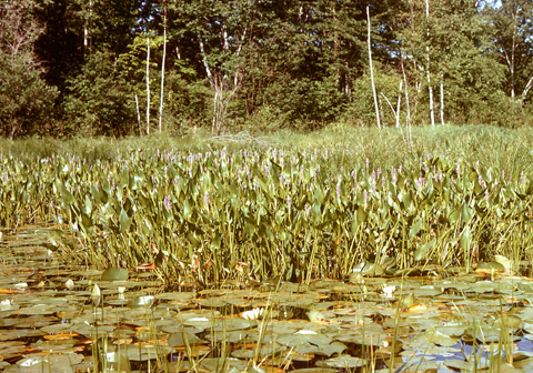 Image http://bioimages.vanderbilt.edu/lq/kaufmannm/wpoco14wp-inflower-mke170.jpg