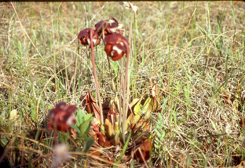 Image of organism