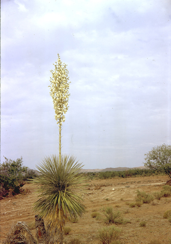 Image http://bioimages.vanderbilt.edu/lq/kaufmannm/wyuel--wpin-flower-mke020.jpg