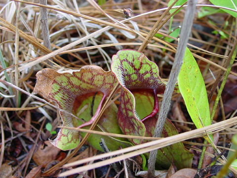 Image http://bioimages.vanderbilt.edu/lq/kellyl/wsapu4-lflk459.jpg