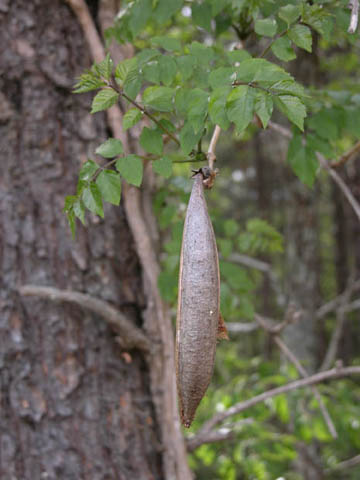 Image of organism