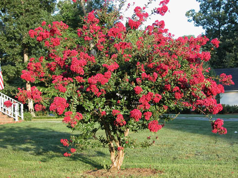 Image http://bioimages.vanderbilt.edu/lq/kirchoff/wlain--wpred-flowersb5161.jpg