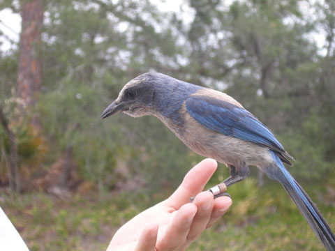 Image http://bioimages.vanderbilt.edu/lq/segraveska/waphcoeks568.jpg