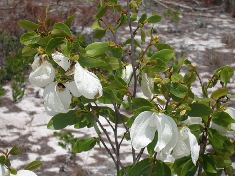 Image http://bioimages.vanderbilt.edu/lq/segraveska/wasob6-wpin-flowerks570.jpg