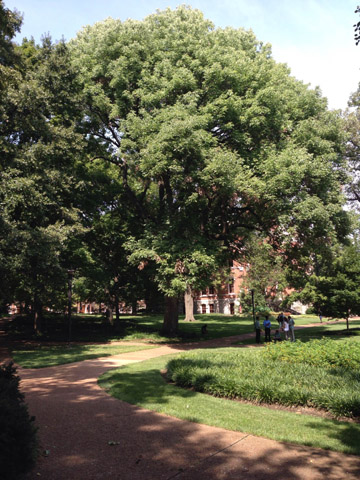 Largest white ash at Vanderbilt