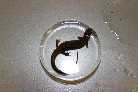 Image http://bioimages.vanderbilt.edu/lq/streamteam/wsalamander12001.jpg