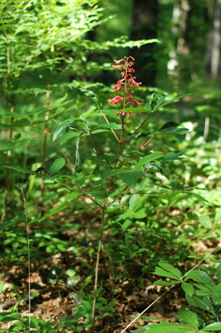 Image http://bioimages.vanderbilt.edu/lq/thomas/w0007-02-02.jpg