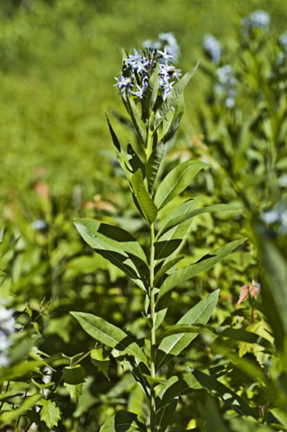 Image http://bioimages.vanderbilt.edu/lq/thomas/w0029-01-03.jpg