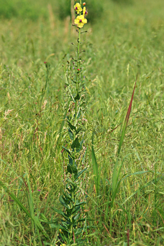 Image http://bioimages.vanderbilt.edu/lq/thomas/w0065-02-02.jpg