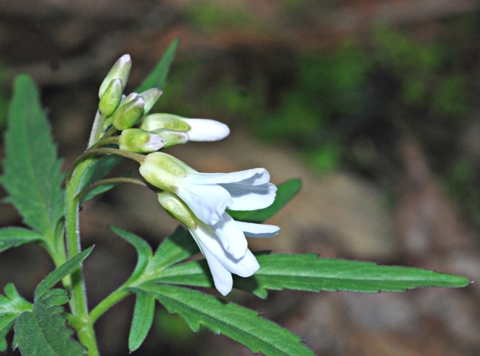 Image http://bioimages.vanderbilt.edu/lq/thomas/w0147-01-02.jpg