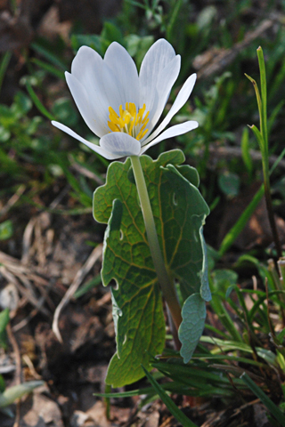 Image http://bioimages.vanderbilt.edu/lq/thomas/w0149-01-03.jpg