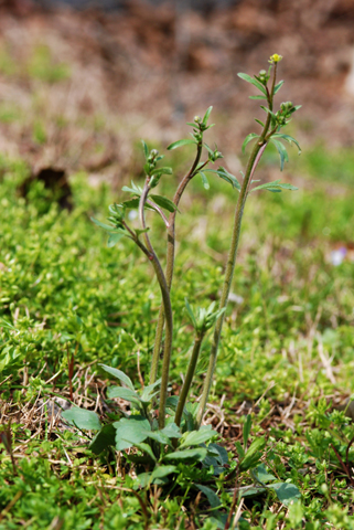 Image http://bioimages.vanderbilt.edu/lq/thomas/w0156-01-01.jpg