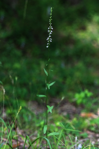 Image http://bioimages.vanderbilt.edu/lq/thomas/w0200-01-04.jpg