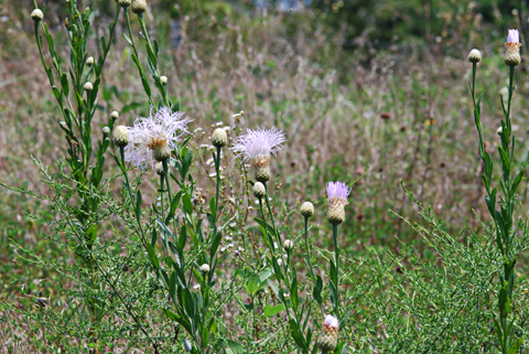 Image http://bioimages.vanderbilt.edu/lq/thomas/w0211-01-04.jpg