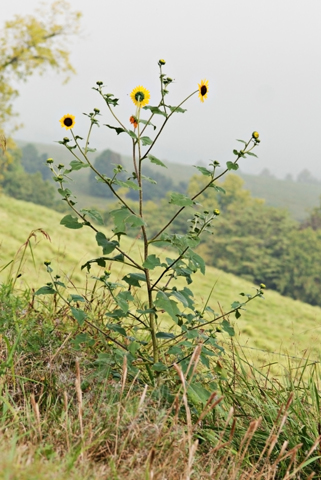 Image http://bioimages.vanderbilt.edu/lq/thomas/w0217-01-03.jpg