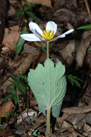 Image http://bioimages.vanderbilt.edu/lq/thomas/w0245-01-05.jpg