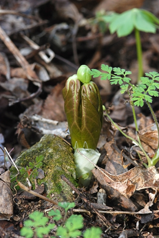 Image http://bioimages.vanderbilt.edu/lq/thomas/w0251-00-02.jpg