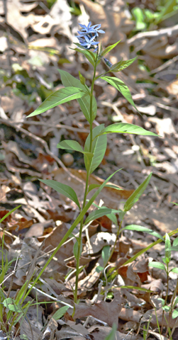 Image http://bioimages.vanderbilt.edu/lq/thomas/w0271-01-01.jpg