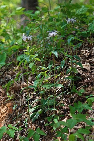 Image http://bioimages.vanderbilt.edu/lq/thomas/w0286-00-01.jpg