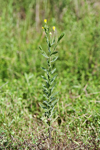 Image http://bioimages.vanderbilt.edu/lq/thomas/w0352-01-05.jpg