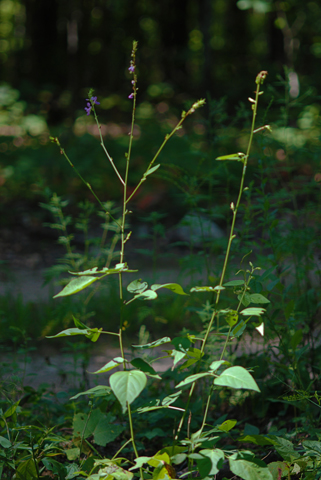 Image http://bioimages.vanderbilt.edu/lq/thomas/w0362-01-07.jpg