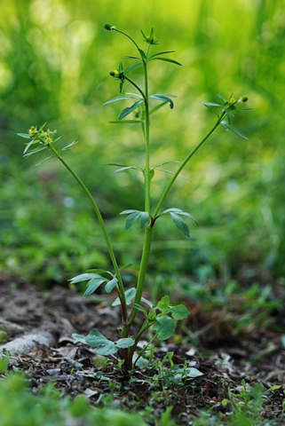 Image http://bioimages.vanderbilt.edu/lq/thomas/w0399-01-01.jpg