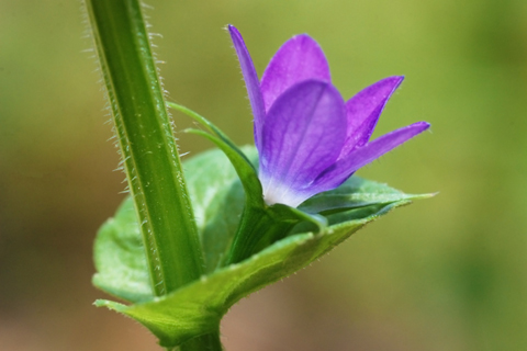 Image http://bioimages.vanderbilt.edu/lq/thomas/w0404-01-02.jpg