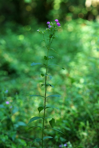 Image http://bioimages.vanderbilt.edu/lq/thomas/w0422-01-05.jpg