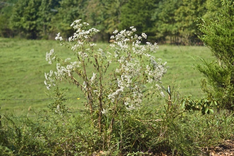 Image http://bioimages.vanderbilt.edu/lq/thomas/w0450-01-01.jpg