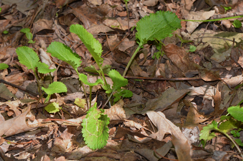 Image http://bioimages.vanderbilt.edu/lq/thomas/w0496-01-01.jpg