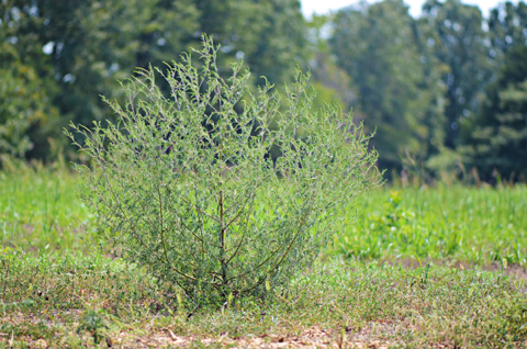 Image http://bioimages.vanderbilt.edu/lq/thomas/w0549-01-01.jpg