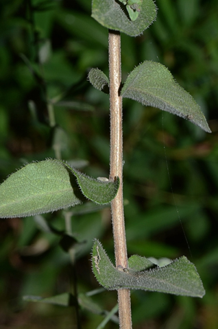 Image http://bioimages.vanderbilt.edu/lq/thomas/w0561-01-05.jpg