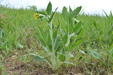 Image http://bioimages.vanderbilt.edu/lq/thomas/w0602-01-01.jpg