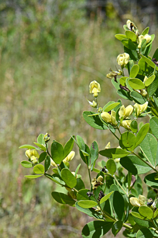 Image http://bioimages.vanderbilt.edu/lq/thomas/w0608-01-04.jpg