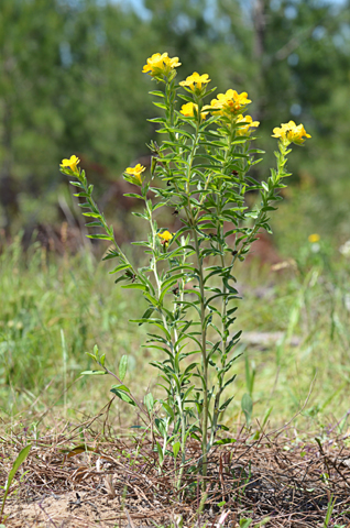 Image http://bioimages.vanderbilt.edu/lq/thomas/w0612-01-01.jpg