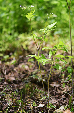 Image http://bioimages.vanderbilt.edu/lq/thomas/w0690-01-01.jpg