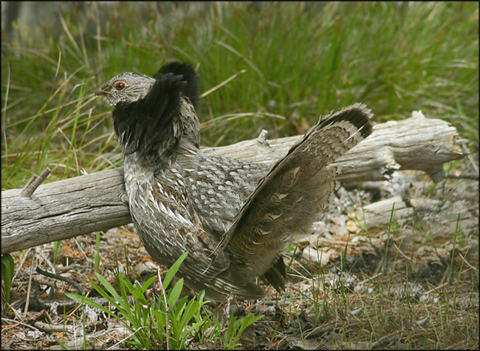 Bonasa umbellus