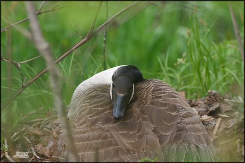 Image http://bioimages.vanderbilt.edu/lq/vannimwegenr/wbracanago-nestrv241.jpg