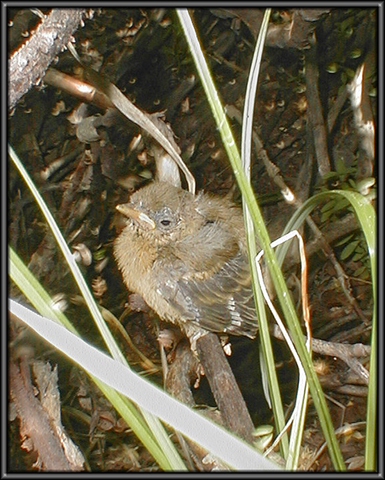 Image http://bioimages.vanderbilt.edu/lq/vannimwegenr/wdenpetywar-fledge-webrv260.jpg