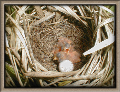 Image http://bioimages.vanderbilt.edu/lq/vannimwegenr/wgeotruprairie-babies03rv253.jpg