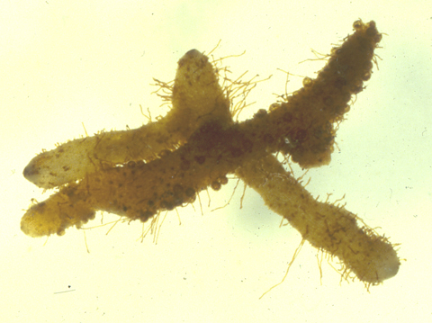 Image of organism