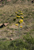 Agave flowers