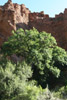 Oak and pine forests in the Chisos Mountains