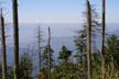 Dead Fraiser firs at Clingman's Dome, Great Smoky Mts. Ntl. Park, Tennessee