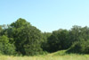 forest near Woelder, Texas