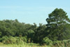 forest near Harwood, Texas